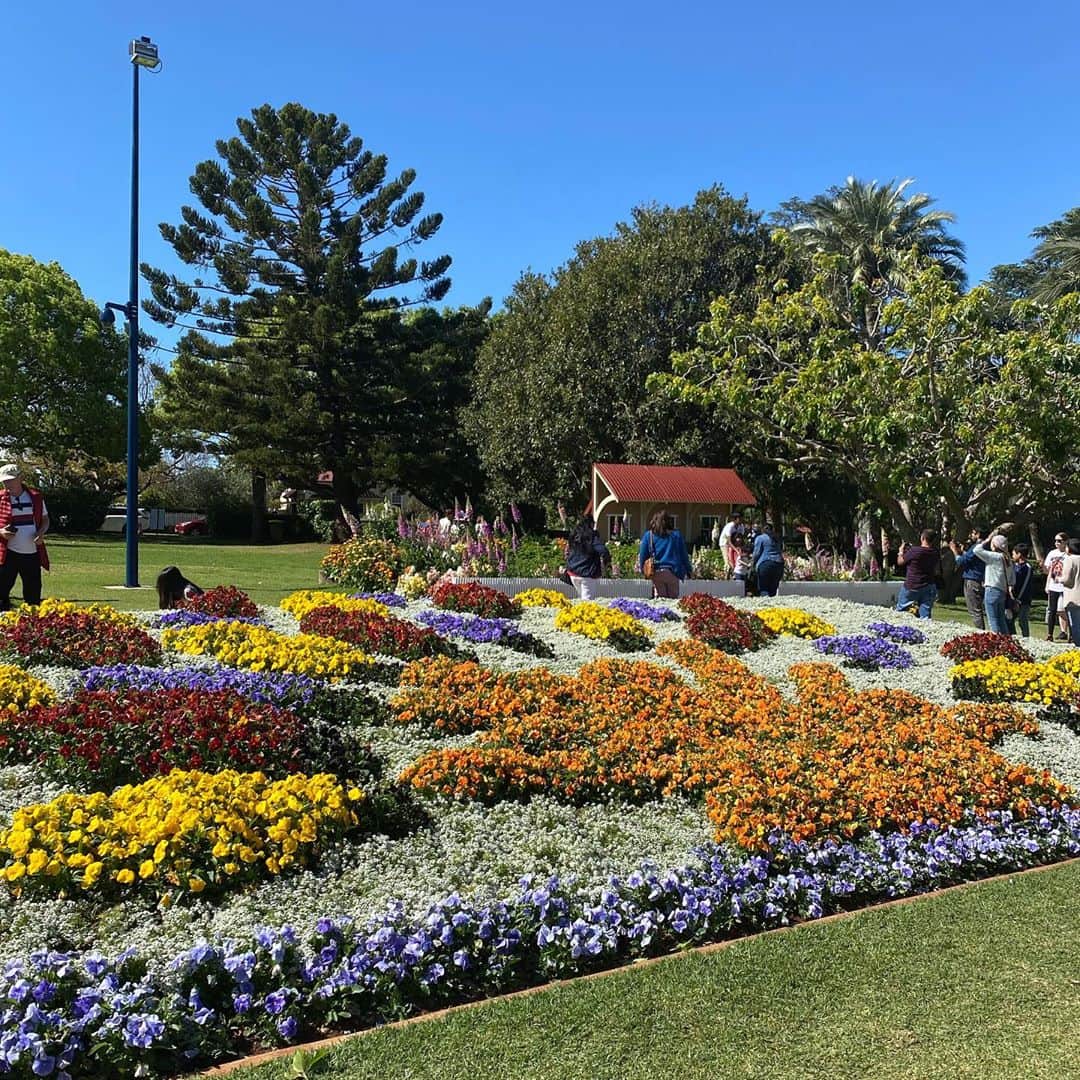 稀鳥まりやさんのインスタグラム写真 - (稀鳥まりやInstagram)「Toowoomba flower festival に行ってきました🌷 広々とした公園に鮮やかなお花が沢山咲いてました💕綺麗でとても癒された〜🥺✨ 沢山の人が集まっていてみんなお花の前で写真を撮ったりピクニックをしたり、とっても楽しそうでした💕 来年も行けたらいいなぁ😊 ・ ・ #toowoombafestivalofflowers」9月26日 23時41分 - mariya_kitori