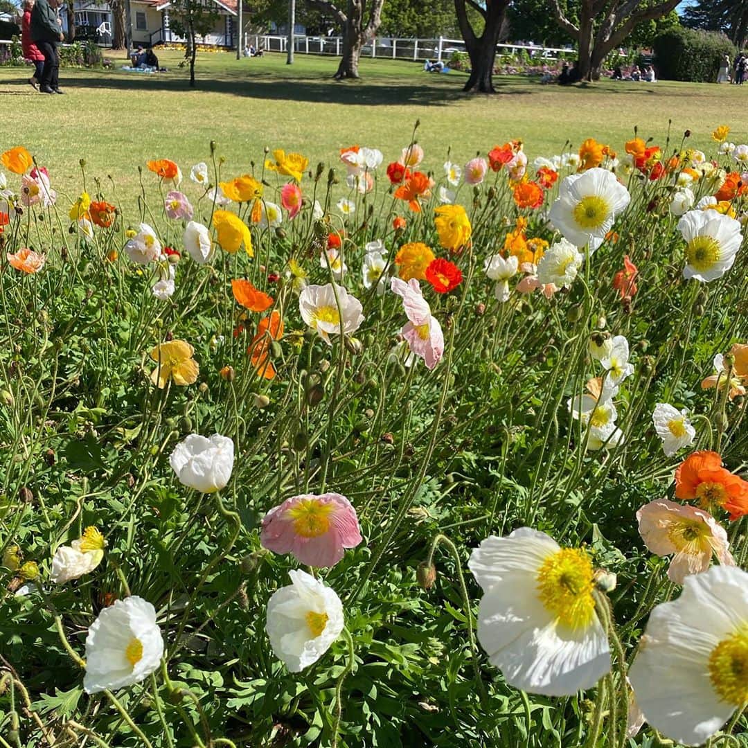 稀鳥まりやさんのインスタグラム写真 - (稀鳥まりやInstagram)「Toowoomba flower festival に行ってきました🌷 広々とした公園に鮮やかなお花が沢山咲いてました💕綺麗でとても癒された〜🥺✨ 沢山の人が集まっていてみんなお花の前で写真を撮ったりピクニックをしたり、とっても楽しそうでした💕 来年も行けたらいいなぁ😊 ・ ・ #toowoombafestivalofflowers」9月26日 23時41分 - mariya_kitori
