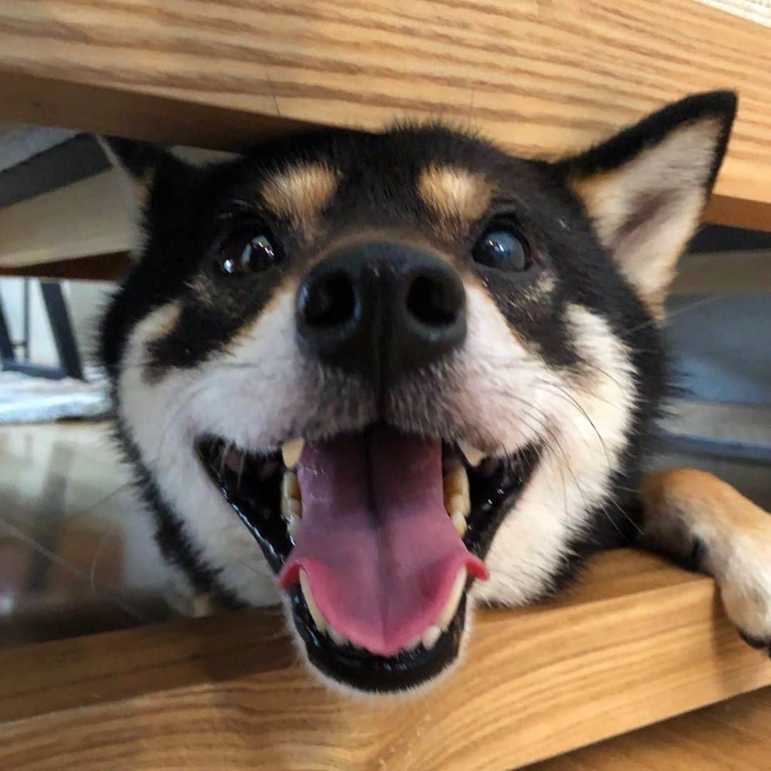 まめ丸のインスタグラム：「* * 今日もいっぱいイタズラしたよー❣️ 明日はどんなイタズラしようかな🐶💓 （イタズラしておこられるとソファの下ににげこむぼく🐶） * my  favorite place🐶💓 * #今日は定番のリモコン泥棒 #あとはチラシをビリビリにしたよ❣️ #ソファの下のまめ丸  * #柴犬#豆柴#柴#黒柴#犬#いぬのきもち#shiba#shibainu#shibastagram#shibadog#puppy#instadog#dogstagram#dog#instashiba#petstagram#pet#cutepetclub#강아지#멍스타그램#doglover#ilovemydog#weeklyfluff」