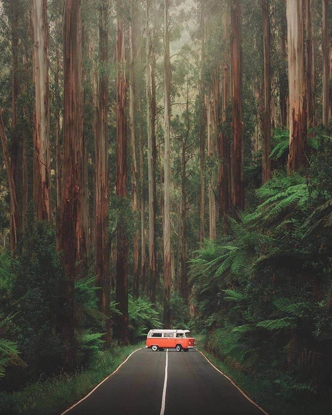 Discover Earthさんのインスタグラム写真 - (Discover EarthInstagram)「Who would like to go away in a van? "•🚌✨🌴• Hidden Highway •  I can’t count how many times I’ve driven down the length of the Maroondah Highway only to get to the end, turn around again and drive all the way back to the top. Bonus tip, I’d suggest doing this dreamy drive early in the morning when the fog still clings to the top of the trees and the roads are completely empty. Makes it all the more magical. @hireakombi  Stay Adventurous Dear Friends " 🇦🇺 #discoverAustralia with @karl_shakur  #vanlife #australia #green」9月27日 0時01分 - discoverearth