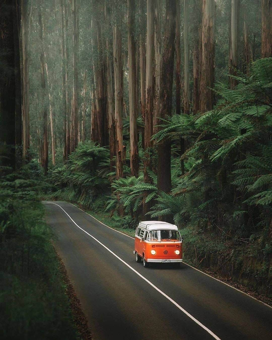 Discover Earthさんのインスタグラム写真 - (Discover EarthInstagram)「Who would like to go away in a van? "•🚌✨🌴• Hidden Highway •  I can’t count how many times I’ve driven down the length of the Maroondah Highway only to get to the end, turn around again and drive all the way back to the top. Bonus tip, I’d suggest doing this dreamy drive early in the morning when the fog still clings to the top of the trees and the roads are completely empty. Makes it all the more magical. @hireakombi  Stay Adventurous Dear Friends " 🇦🇺 #discoverAustralia with @karl_shakur  #vanlife #australia #green」9月27日 0時01分 - discoverearth