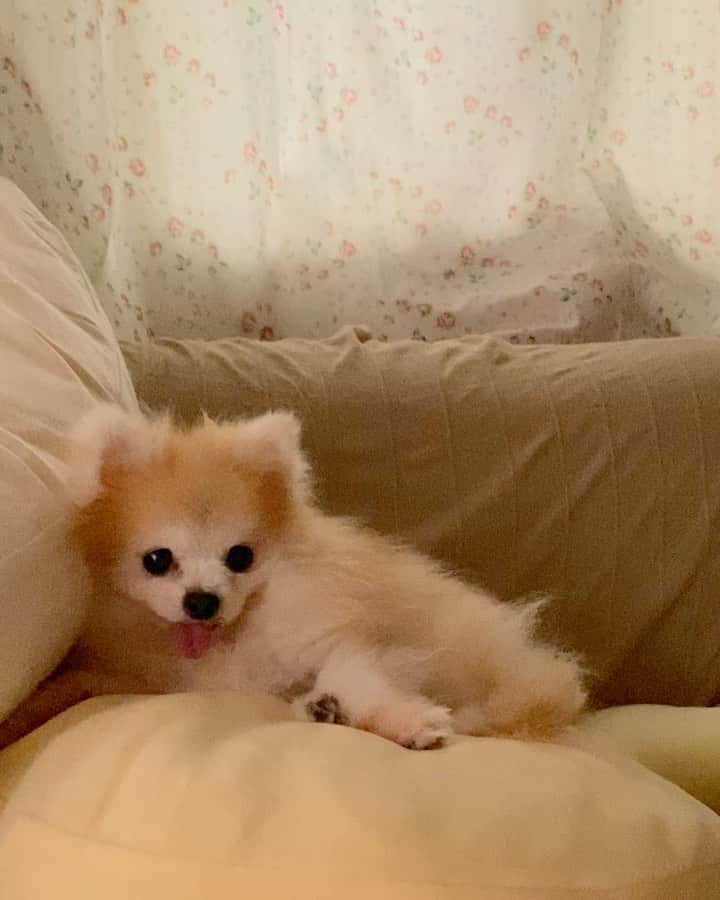 r_oseのインスタグラム：「Now I’m bored...... when will you pet me?🐰〰️」