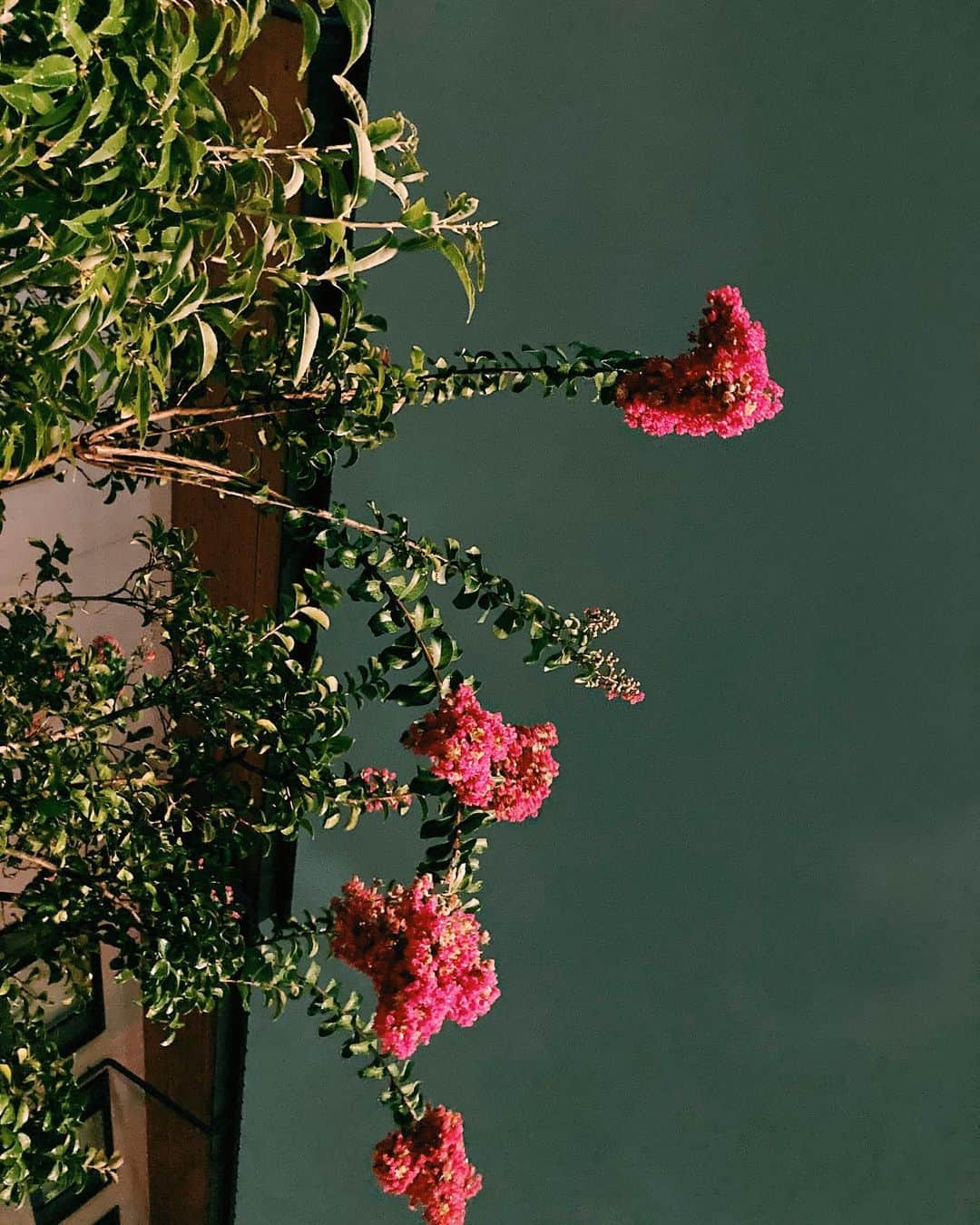南波志帆さんのインスタグラム写真 - (南波志帆Instagram)「よるのおさんぽ中、かわいいお花に出会いました。なんて名前だろう？🌺🌸💐🌷🌹  #ふさふさ」9月27日 0時32分 - nanbashiho