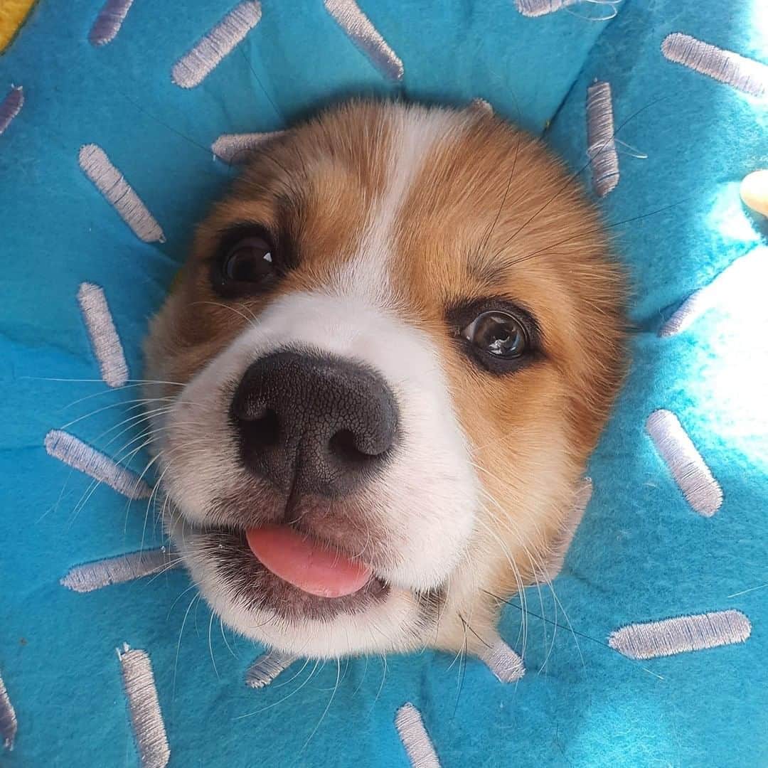 8crapさんのインスタグラム写真 - (8crapInstagram)「Am stuck, pls do a halp! - Want to get featured like him? Join “The Barked Club” on FACEBOOK and post something now! 👉 barked.com - 📷 @tato_thecorgi - #TheBarkedClub #barked #dog #doggo #Corgi」9月27日 1時00分 - barked