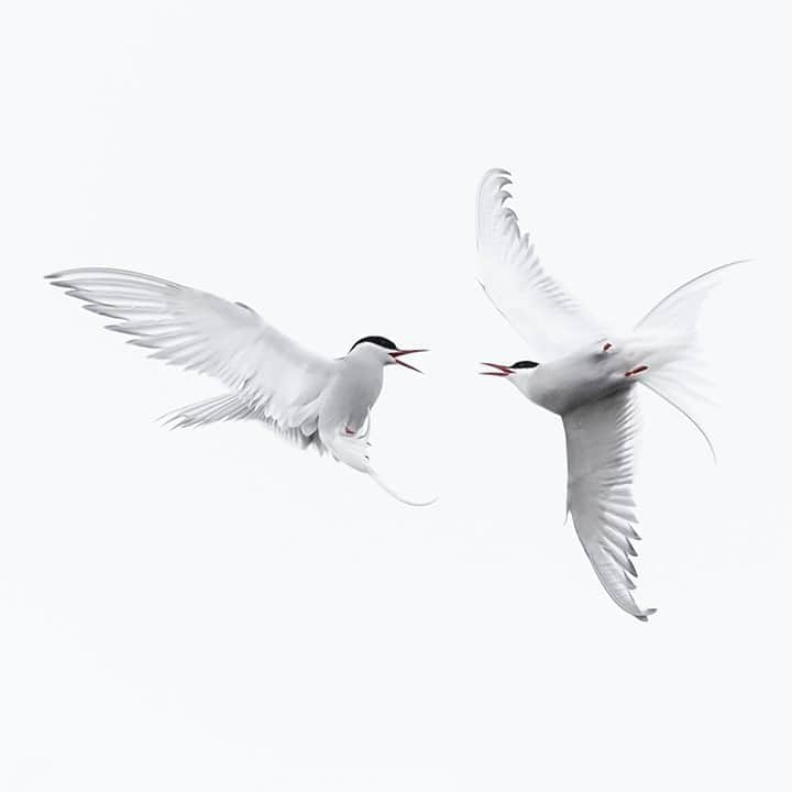 National Geographic Travelさんのインスタグラム写真 - (National Geographic TravelInstagram)「Photo by @daisygilardini / One of my favorite birds to photograph in the Svalbard archipelago is the arctic tern. These are simply amazing little birds. With a length of 13 to 14 inches (33 to 36 centimeters) and a wingspan of 30 to 33 inches (76 to 84 centimeters), these incredible creatures cover roughly 44,200 miles (71,133 kilometers) every year migrating from the Arctic to Antarctica. It's one of the longest migrations known in the animal kingdom. Their beauty and elegance in flight are breathtaking. Follow me @DaisyGilardini for more images and stories behind the scenes. #tern #arctictern #birdphotography #svalbard #norway」9月27日 1時06分 - natgeotravel