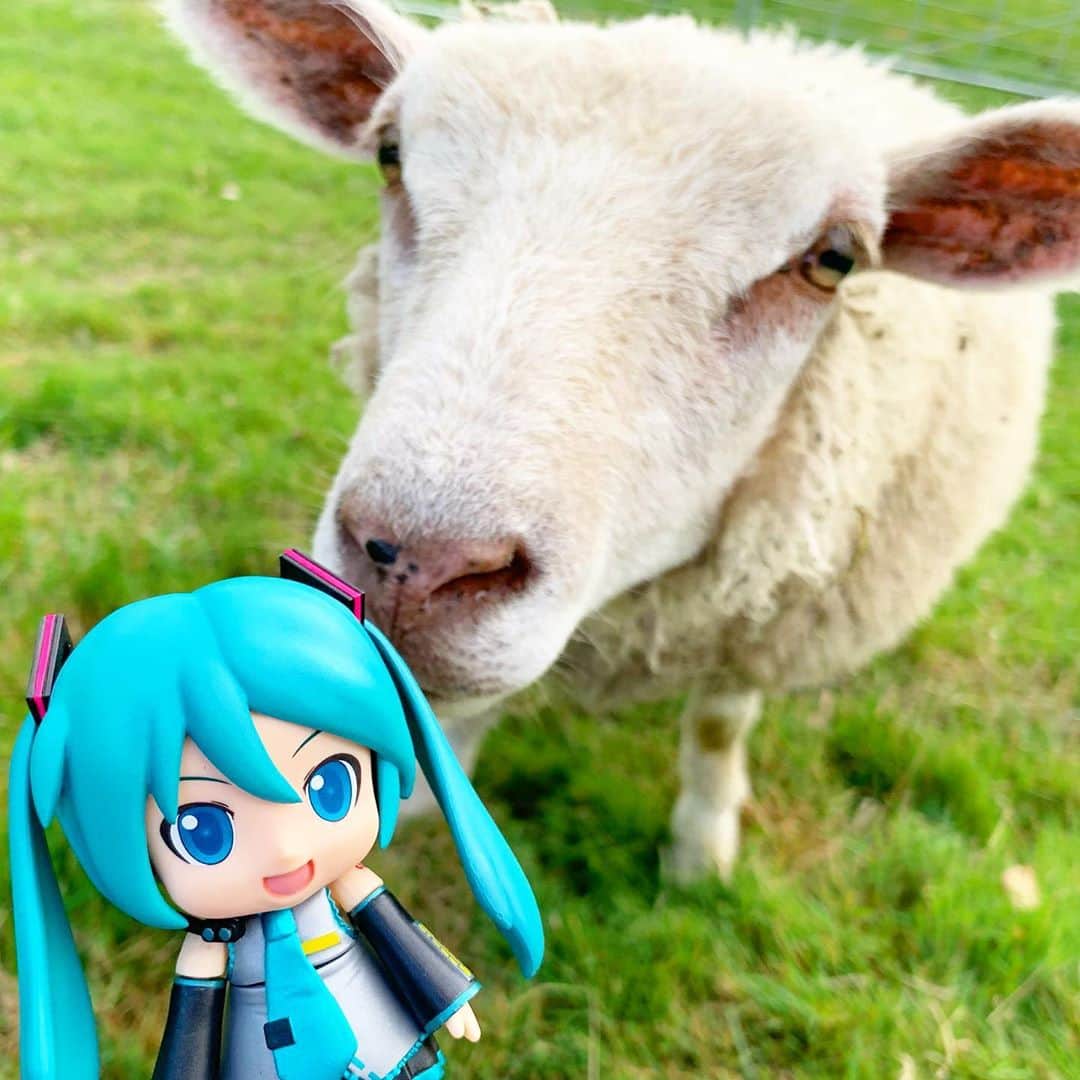 初音ミクさんのインスタグラム写真 - (初音ミクInstagram)「🐑🐑🐑💨 New friends😘  #ミクダヨーの大冒険 #羊 #sheep #hokkaido #travel #hokkaidotrip  #北海道旅行 #北海道観光」9月27日 1時27分 - cfm_miku_official