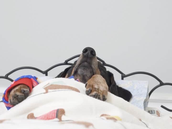 Crusoe the Celebrity Dachshundのインスタグラム：「“Oakley’s packed his suitcase and ready to come visit us.. go watch full episode via link in my profile!!” ~ Crusoe」