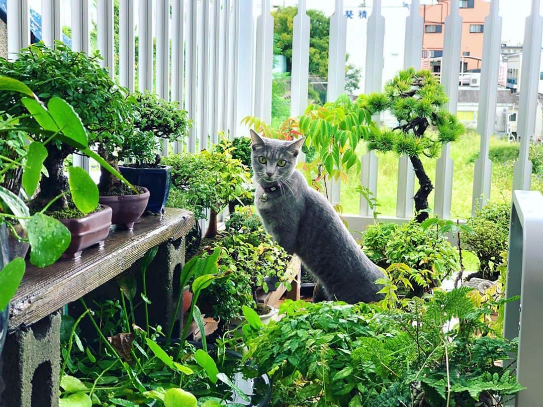 金成公信のインスタグラム：「いい写真🐈」