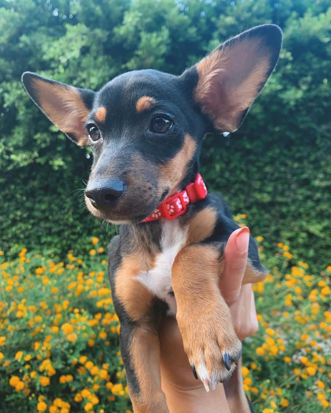 キャシー・ケリーのインスタグラム：「all i want for my birthday this year is a puppy and for you to register to vote, and i adopted a puppy today so you’re up!! #adoptdontshop @geneisallears」