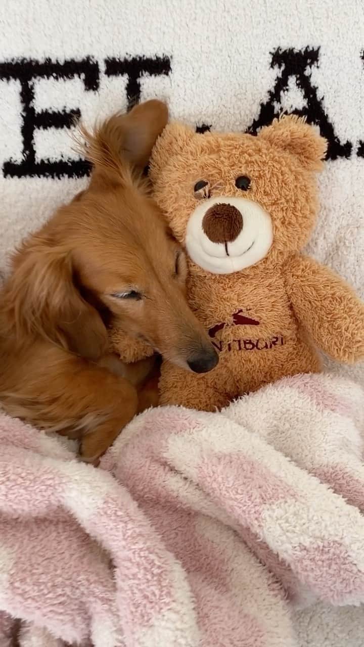 のインスタグラム：「. . .クマさん🧸に腕枕をしてもらうラムちゃん🐶。笑🥰 @ramchanmd  . . 見た時は本当にビックリした😳 けど、なんて可愛いの😭🥰❤️ . 枕とお布団を使って寝てその上、腕枕まで！笑😂 . 羨ましい〜😂🥰❤️ . いい夢みてね〜💫💫  . #ラムの休日#ダックスフンド #ramklife#dachshund #miniaturedachshund #dachshundoftheday #dachshundstagram #dachshundloversphoto #miniaturedachshunds #miniaturedachshundlovers #ミニチュアダックスフント #らむちゃん#ramちゃん#ダックスラムちゃん #ダックスramちゃん」