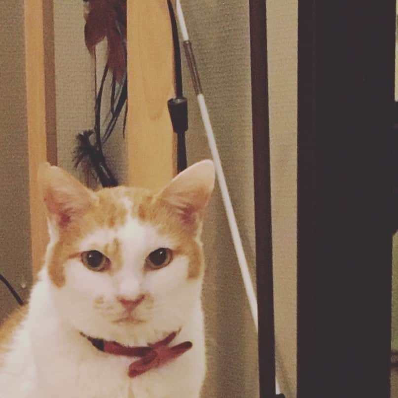 猫沢エミのインスタグラム