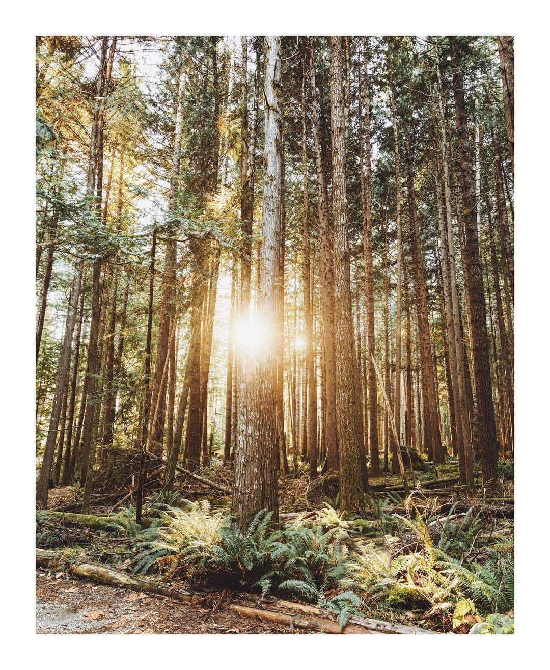 Cory Staudacherのインスタグラム：「Woods」