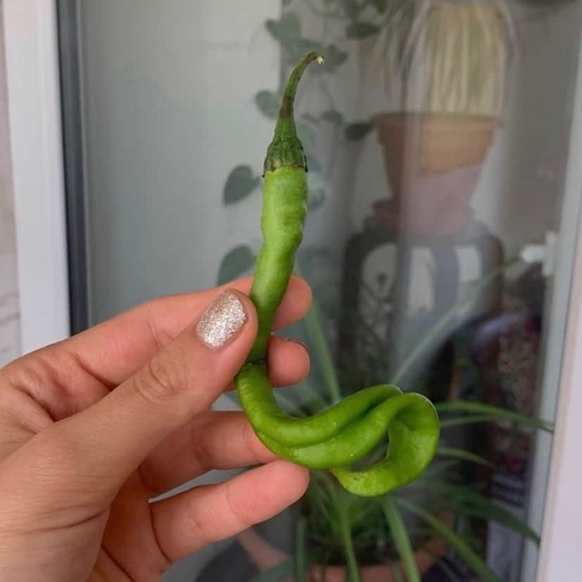 uglyfruitandvegのインスタグラム：「This green bean! 😮Is it a genie?! 🧞🧞‍♀️ Pic by @arminash」