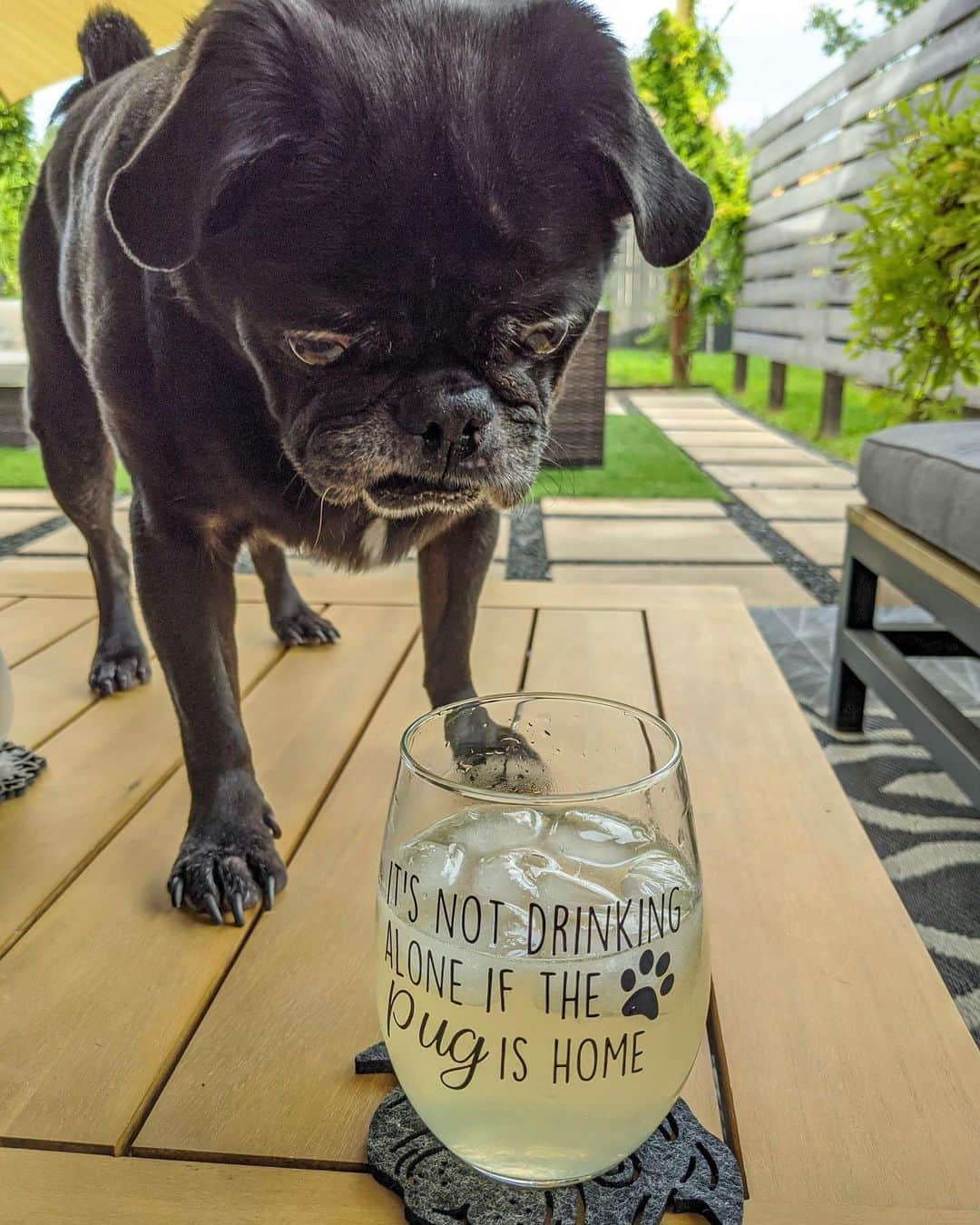 ロッコのインスタグラム：「It’s not drinking alone if the pug is home 🥂 . . . #Ohmyweldon #pug #puglife #pugstagram #pugsofinstagram #dogsofinstagram #weeklyfluff #theweekoninstagram #austindogs #dogsofbark #teampixel #atx #buzzfeedanimals #speakpug #imbibe  #cocktails」