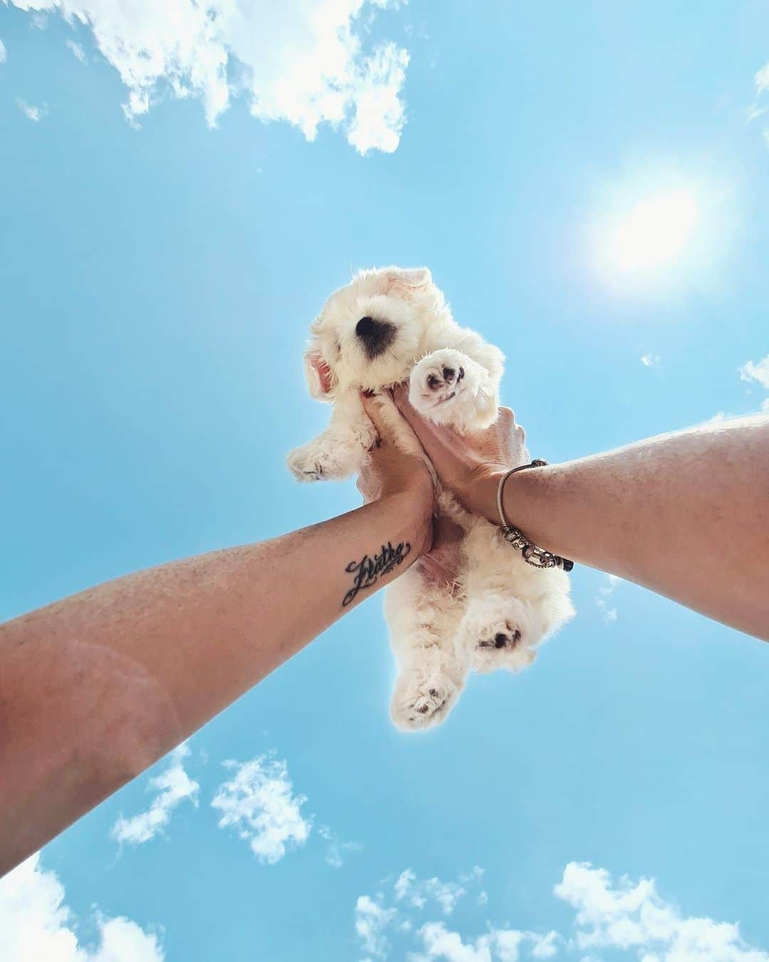 9GAGさんのインスタグラム写真 - (9GAGInstagram)「Little cloud in the sky ☁️⠀ Follow @barked for more cute dogs!⠀ -⠀ 📷 Голабоски Филип FB⠀ -⠀ #barked #doggo #pupper #9gag」9月27日 4時53分 - 9gag