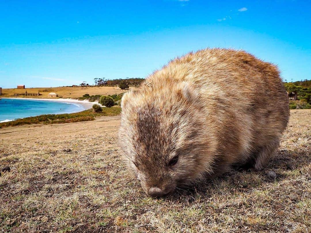 Australiaさんのインスタグラム写真 - (AustraliaInstagram)「When your lunch date is too hungry to make small talk 😎 @escapewithlo came across this furry fellow while exploring #MariaIsland, a beautiful spot located off the east coast of @tasmania. Often referred to as a natural #wildlife sanctuary, wombats are a common sight here, as are a variety of other native creatures. Catch the @encountermaria ferry and hire a bike to explore the spectacular scenery and fascinating history of this @tasmaniaparks island for yourself. #seeaustralia #discovertasmania #tasmaniaparks」9月27日 5時00分 - australia