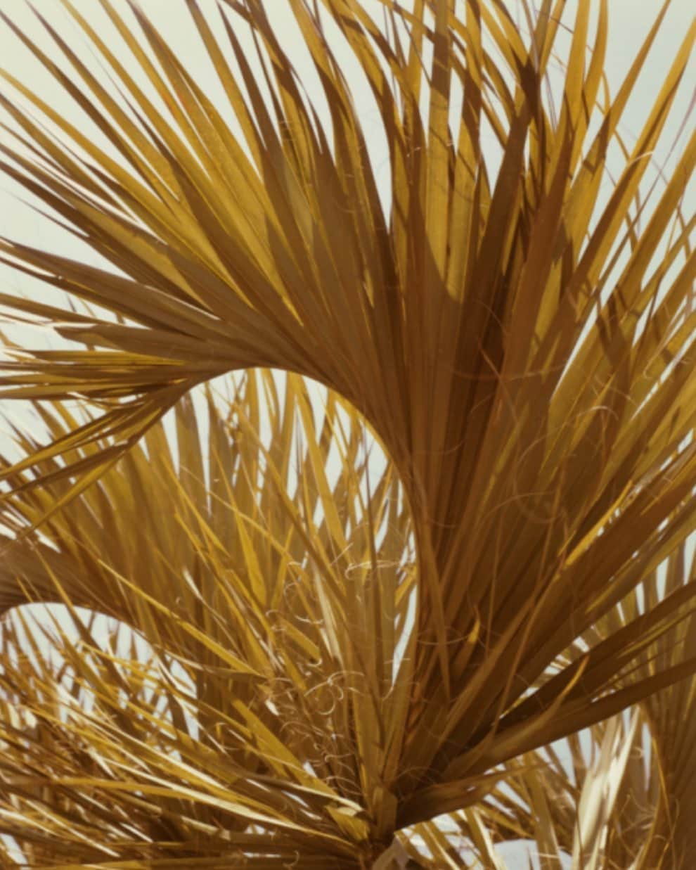 デミリーさんのインスタグラム写真 - (デミリーInstagram)「Palm leaves #williameggleston #jamaica」9月27日 5時10分 - demyleeny