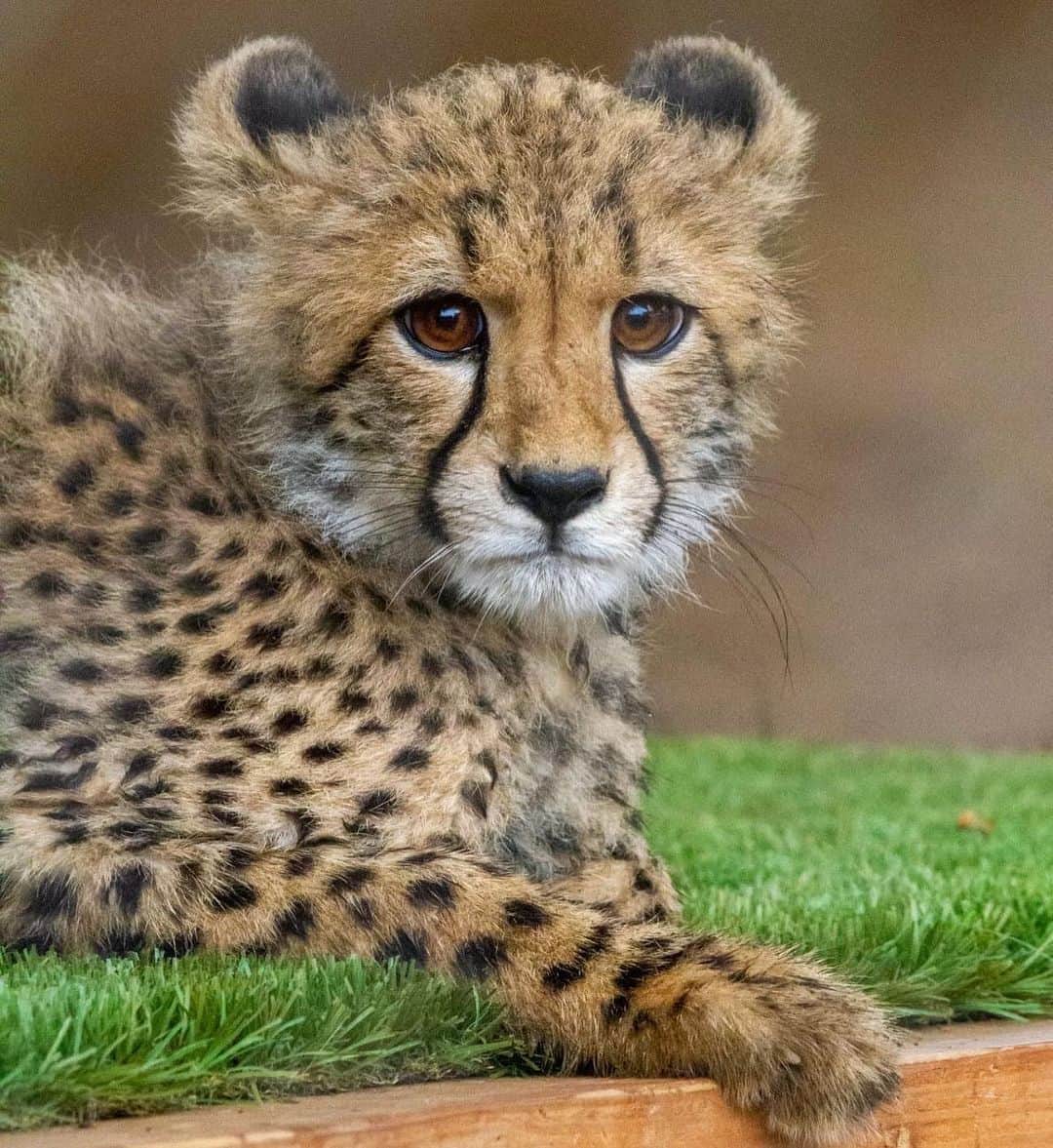 のインスタグラム：「Give a very warm #Caturday welcome to Maggie. She was raised at the @sdzsafaripark and recently joined our cheetah ambassador team. Maggie is a very independent little cat, and wildlife care specialists hope to introduce her to Jabula and Roketi in the near future. #SpottedAtTheZoo #CheetahGirl #SanDiegoZoo 📷 Tyler Green」