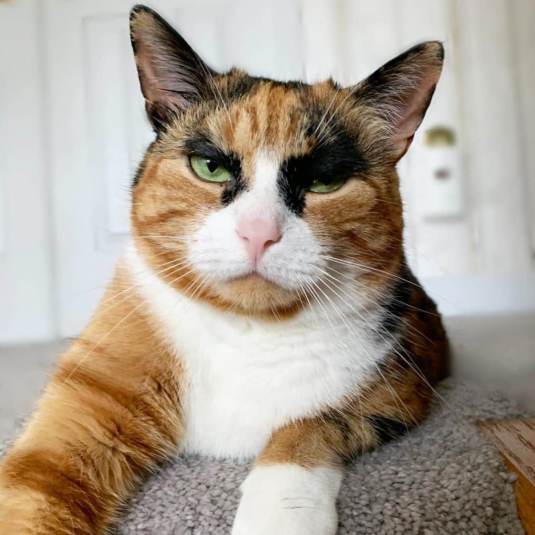 リリーのインスタグラム：「How I feel about my mom not posting about me in 2 weeks 😒  . . . . . . . #lillycrazyeyes #mood #catsofinstagram #9gag #calico #instacat #meowstagram #meow #meowdel #instacalico #calico #caturday #saturday #weekend  #crazyeyes #sassy #notimpressed #caturday」
