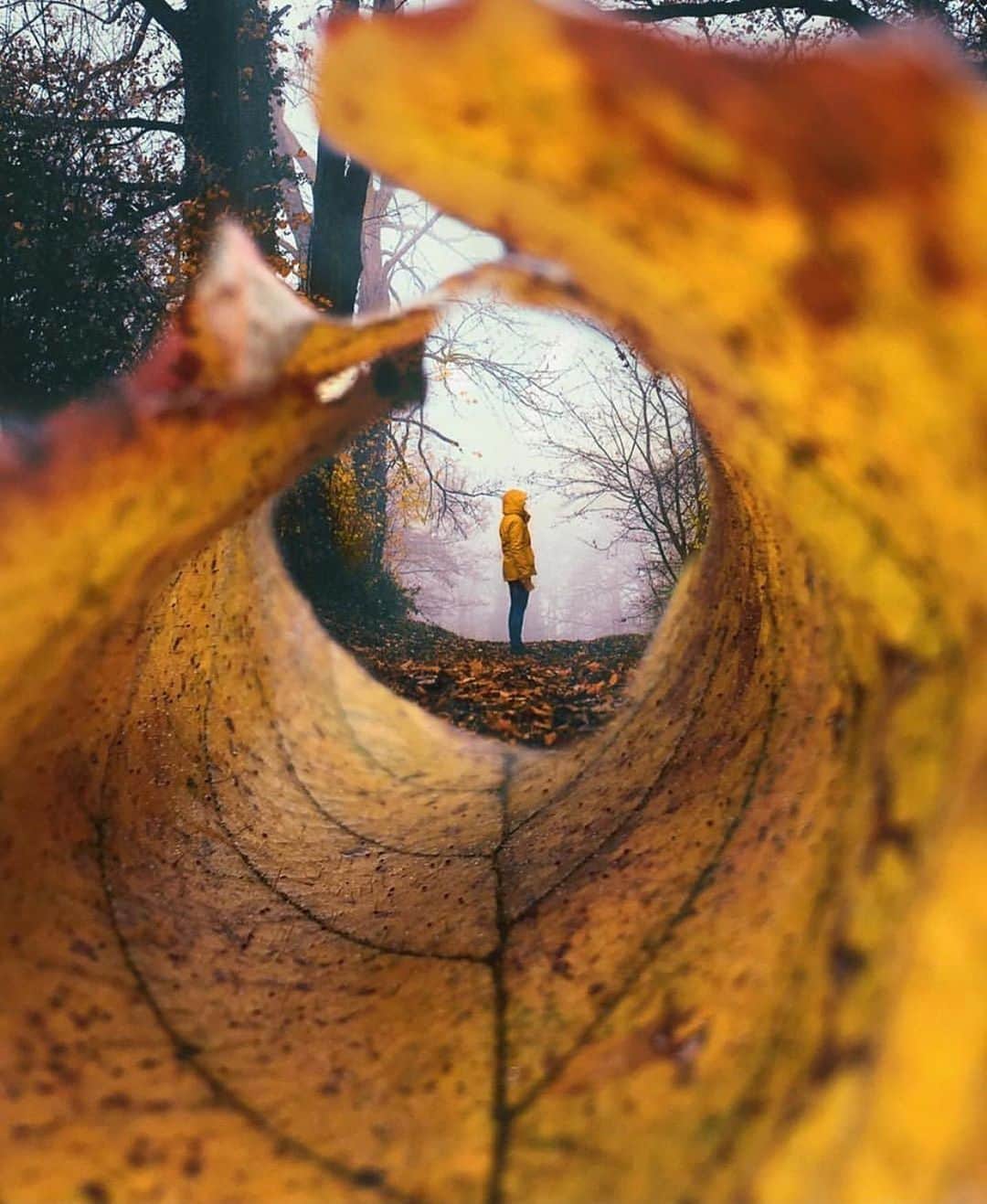 Canon Photographyさんのインスタグラム写真 - (Canon PhotographyInstagram)「Leaves, Leaves and Leaves 🍁 Photography // @salufi Curated by @steffeneisenacher  #germany #leaves #autumn #autumnvibes🍁 #fallfoliage」9月27日 6時07分 - cpcollectives