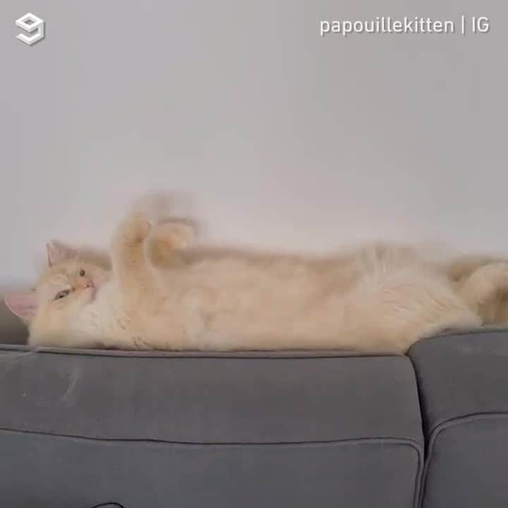 Aww Clubのインスタグラム