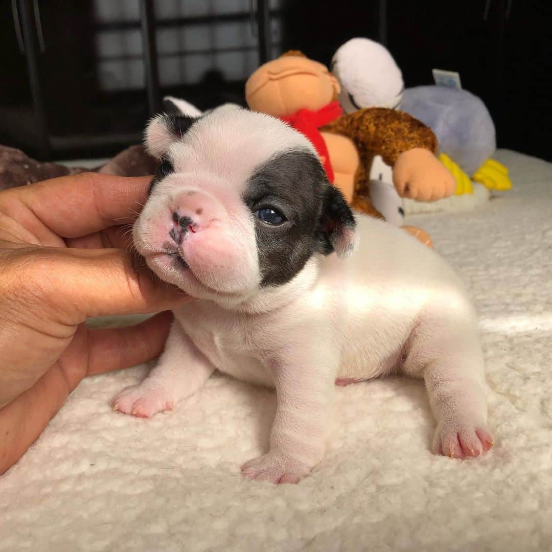 Regeneratti&Oliveira Kennelのインスタグラム：「So Cute it Hurts . Can y’all ll help me with name suggestions 🤔 (male french bulldog)  #frenchie #cutepuppy #frenchies1」