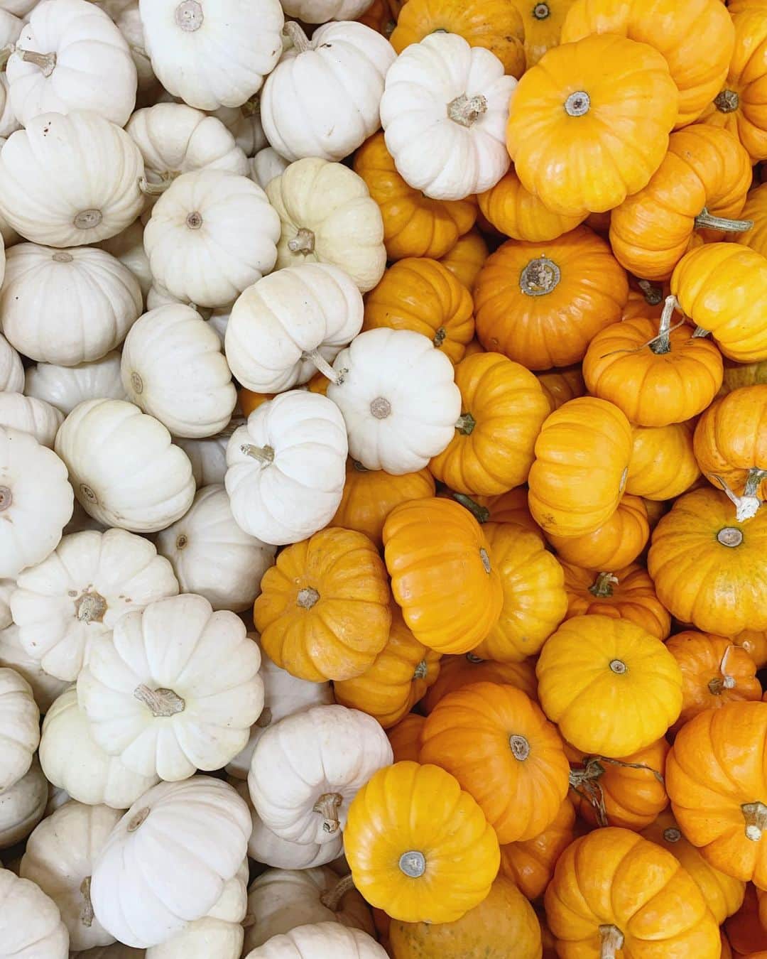 のインスタグラム：「Hello! pumpkin season!! 🎃🍁🍂 またこの季節がやってきた！ . . . . . #traderjoes #pumpkin #fall #halloween #losangeles #california #가울 #펌킨 #호박 #할로윈 #엘에이 #엘에이일상 #캘리포니아 #秋 #パンプキン #かぼちゃ #ハロウィン #ロサンゼルス #ロサンゼルス生活 #カリフォルニア  #アメリカ生活」