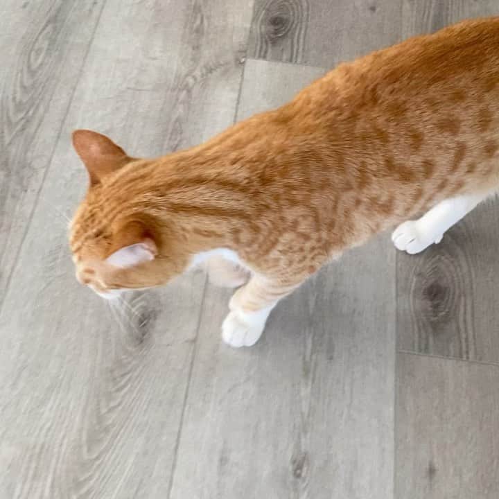 City the Kittyのインスタグラム：「The one disadvantage to having a short tail. 😹 #manx #wrappedup #funnycat」