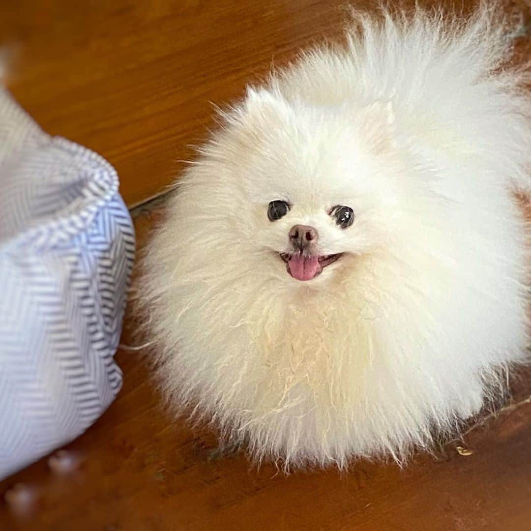 のインスタグラム：「How is your weekend going?❤️🐶🙂. #pomeranian #dogsofinstagram #petsofinstagram #petstagram #weeklyfluff #pomeraniansofinstagram #pom」