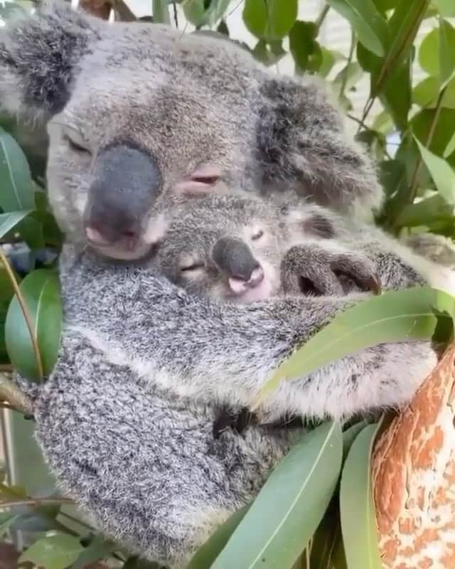 WildLifeのインスタグラム：「The snuggliest koala bears you’ll ever see! 🐨 Video by @reneehowell18」