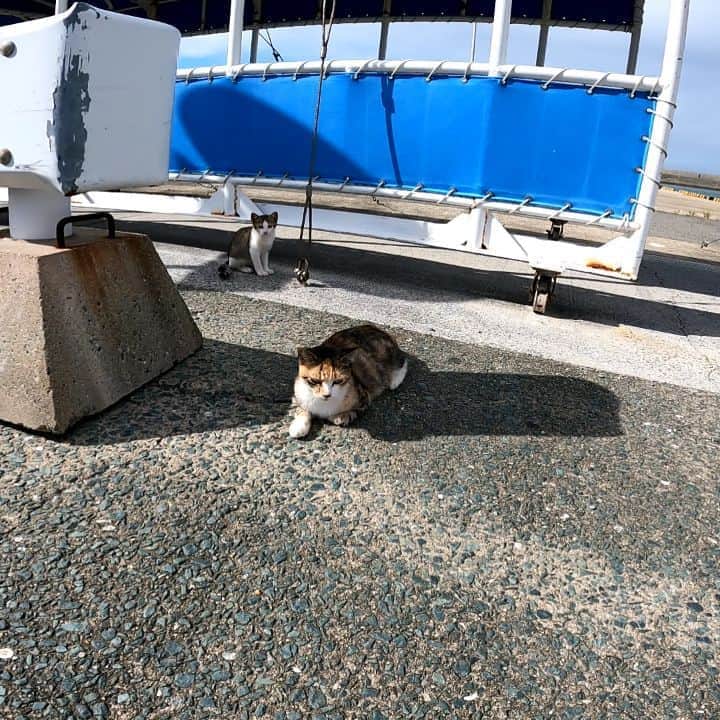 のインスタグラム：「撫でられるママ猫を見て子猫もやって来た #感動猫動画 #野良猫 #地域猫 #自由猫 #外猫 #Cat #猫  #ぬこ #猫動画に癒される #猫動画 #猫島 #猫すたぐらむ #猫のいる風景 #猫がいる幸せ #猫好き #猫のいる暮らし」
