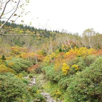 栂池高原スキー場さんのインスタグラム写真 - (栂池高原スキー場Instagram)「今日はミストのような雨が降って、虹が出るチャンス❗ 紅葉も肉眼で見るのが1番きれいです😊 色づきは5、6割かなあ～ 写真は昨日、今日のものです。参考にどうぞ🎵  Kawahara☆  #栂池高原#栂池自然園#アウトドア #登山#tsugaike #気分転換 #ストレス発散 #リフレッシュ  #日本の絶景 #長野の絶景 #雪景色  #大自然 #白馬#白馬村#小谷村 #旅行#自然#空気が美味しい #空気が綺麗」9月27日 9時20分 - tsugaike_kogen