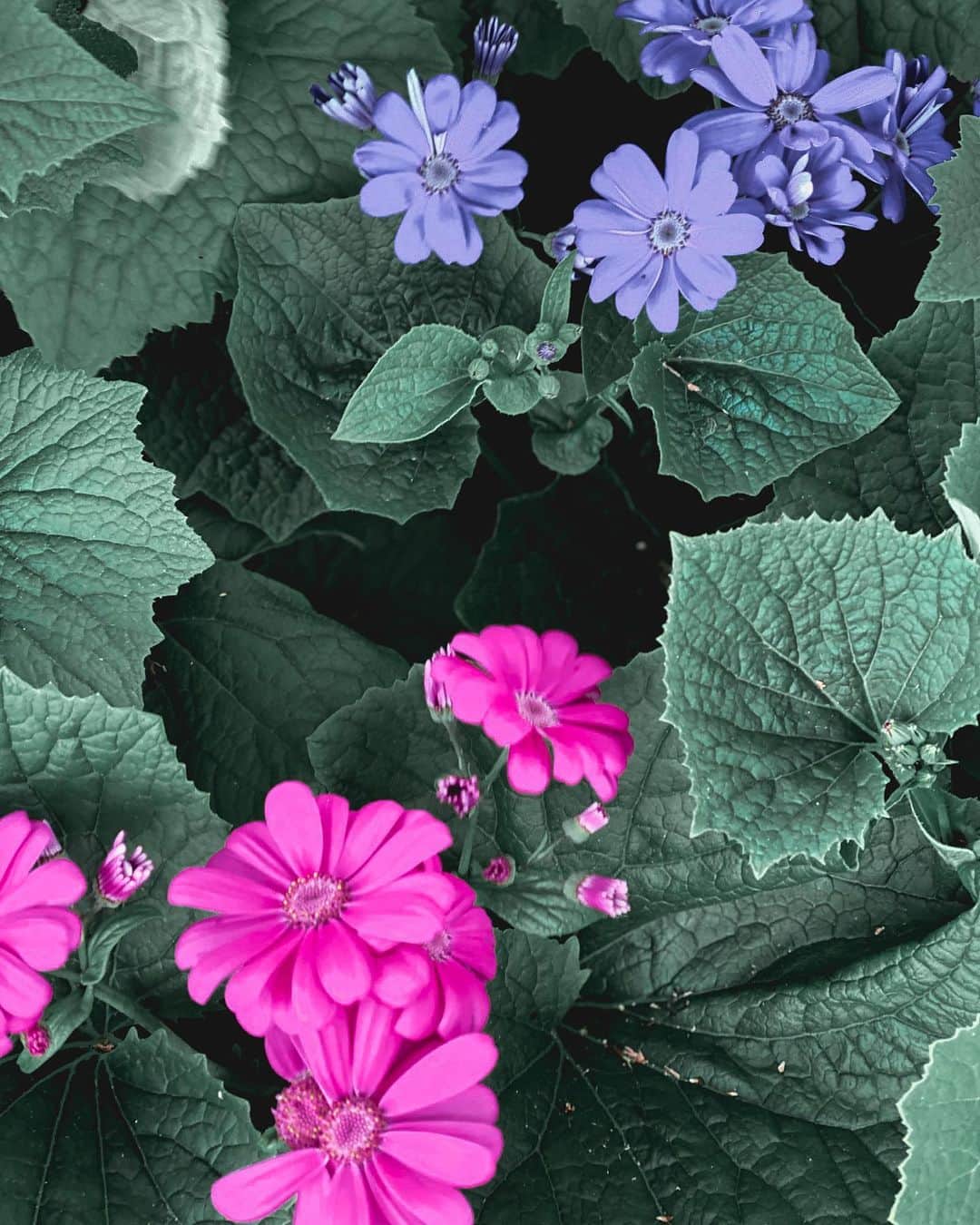 アン・カーティスのインスタグラム：「Every flower blooms at a different pace - Suzy Kassem」