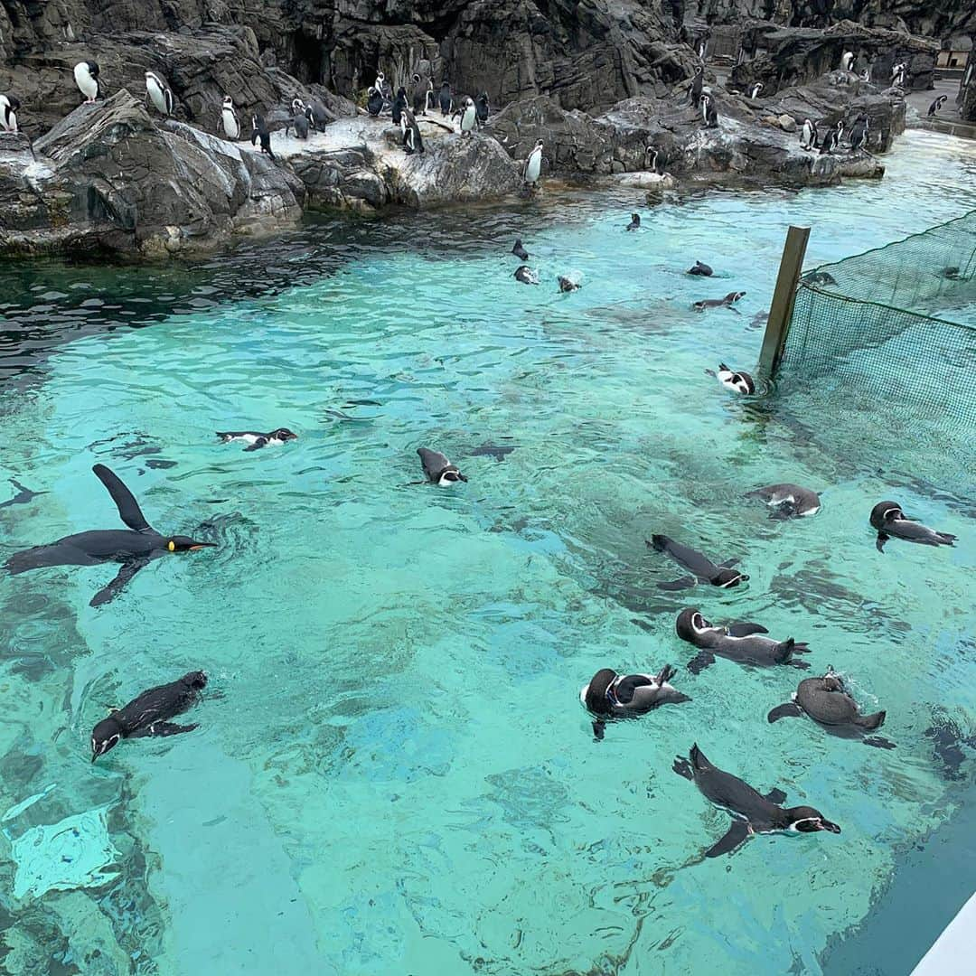 sakiさんのインスタグラム写真 - (sakiInstagram)「#葛西臨海水族園 へ🐠 現在は人数制限のため予約制です！ . 全てのイベントやショー、 ふれあいコーナーなども中止⚠️ 順路に沿って館内をゆっくり回るだけなので 2時間もあれば充分楽しめます🤍 . 水槽前で写真を撮ったりじっくり見ている人も割といたので場所によっては人が多かったイメージ🤔 . それでも敷地が広く、様々なスペースに ゆとりがあったのでとても良かった！ . お昼時は館内レストランがほぼ満席😱 事前に調べてあった近隣ホテルの #レストランシーサイド でランチしました🙏 . 重厚な雰囲気がありつつも子連れウェルカムで ファミリーの方が多かったので 気楽にお食事できました😋 . ホテルだから設備もしっかりしているし、スタッフの方のお気遣いも素晴らしく居心地良かったです✧˖° . . #水族館 #水族館デビュー #子連れ #子連れランチ #子連れok #お出かけ #子育てグラム #ベビフル #ママノア #ママリ #ままのて #たまひよ #2歳差育児　#mamagirl #ママモデル #ママ読モ #2人目育児 #2人育児 #2人姉弟 #姉弟ママ #2歳差ママ #二歳差育児 #二人目育児#2歳児ママ  #0歳児ママ」9月27日 10時05分 - saki_0806