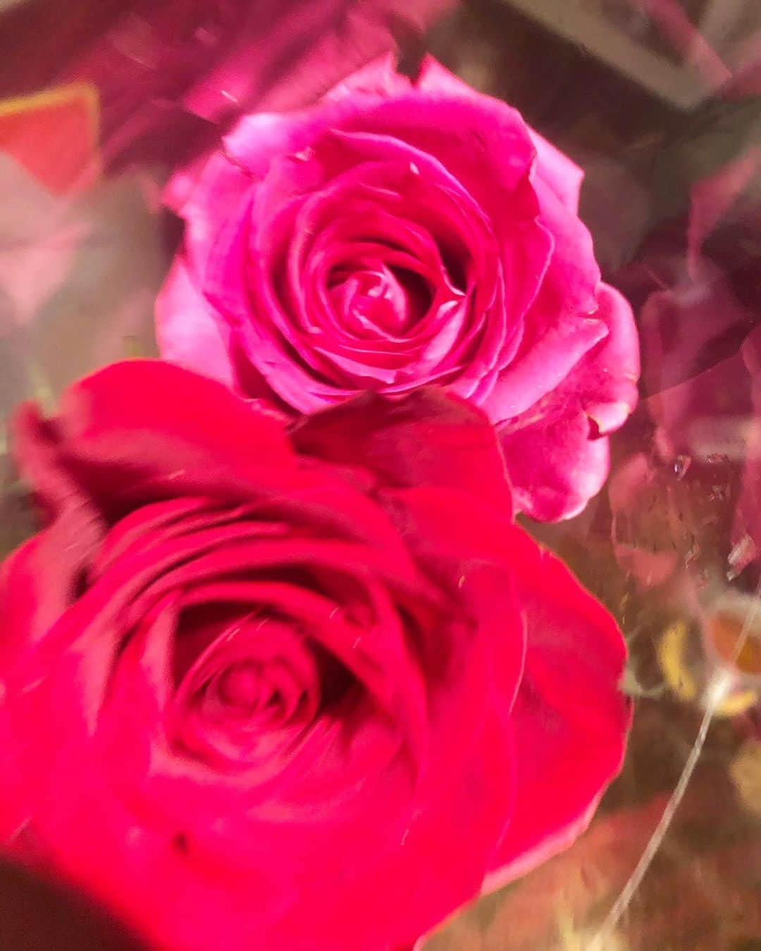 阿部洋子さんのインスタグラム写真 - (阿部洋子Instagram)「🥀 仲直りした。 お花もらった。」9月27日 10時20分 - hirocoring