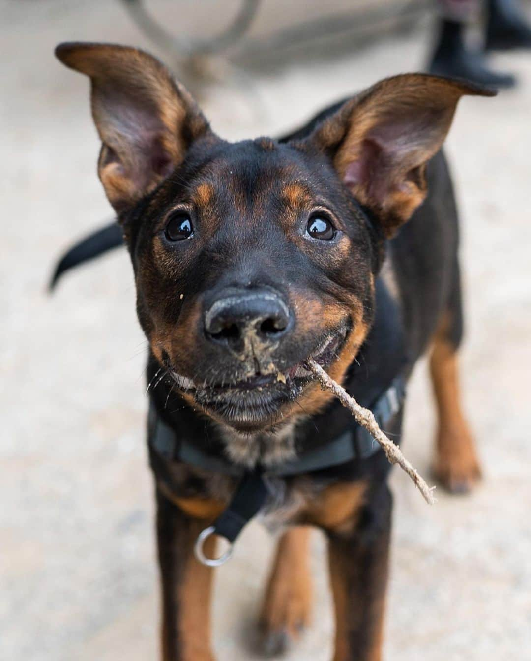 The Dogistさんのインスタグラム写真 - (The DogistInstagram)「Siggy, Heeler/Labrador/Rottweiler mix (5 m/o), Washington Square Park, New York, NY • “He’s highly food motivated and eats all food whole.” A rescue from @muddypawsrescuenyc」9月27日 10時18分 - thedogist