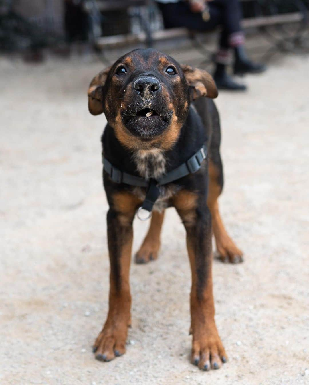 The Dogistさんのインスタグラム写真 - (The DogistInstagram)「Siggy, Heeler/Labrador/Rottweiler mix (5 m/o), Washington Square Park, New York, NY • “He’s highly food motivated and eats all food whole.” A rescue from @muddypawsrescuenyc」9月27日 10時18分 - thedogist