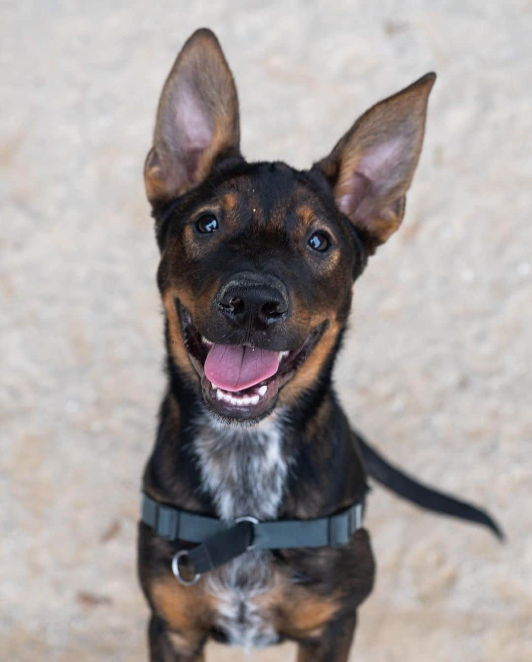 The Dogistさんのインスタグラム写真 - (The DogistInstagram)「Siggy, Heeler/Labrador/Rottweiler mix (5 m/o), Washington Square Park, New York, NY • “He’s highly food motivated and eats all food whole.” A rescue from @muddypawsrescuenyc」9月27日 10時18分 - thedogist