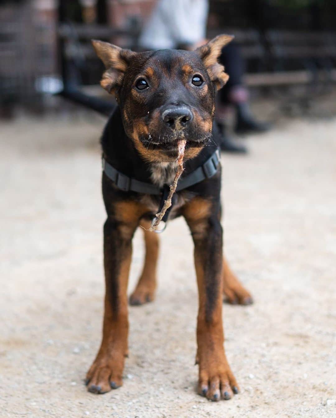 The Dogistさんのインスタグラム写真 - (The DogistInstagram)「Siggy, Heeler/Labrador/Rottweiler mix (5 m/o), Washington Square Park, New York, NY • “He’s highly food motivated and eats all food whole.” A rescue from @muddypawsrescuenyc」9月27日 10時18分 - thedogist