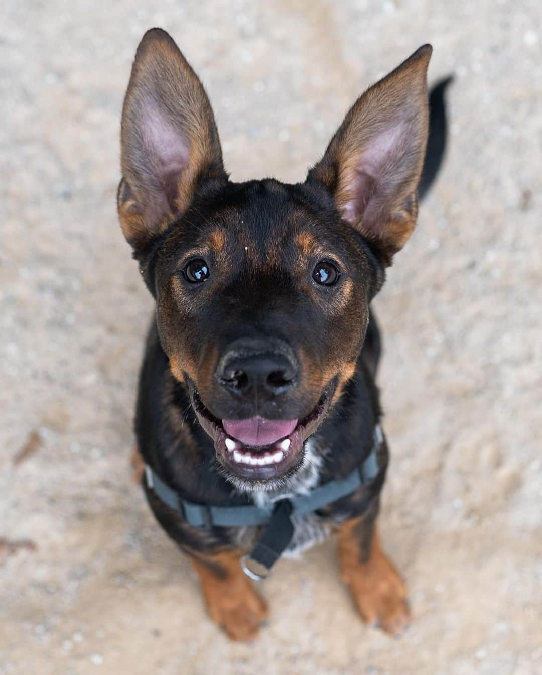 The Dogistさんのインスタグラム写真 - (The DogistInstagram)「Siggy, Heeler/Labrador/Rottweiler mix (5 m/o), Washington Square Park, New York, NY • “He’s highly food motivated and eats all food whole.” A rescue from @muddypawsrescuenyc」9月27日 10時18分 - thedogist