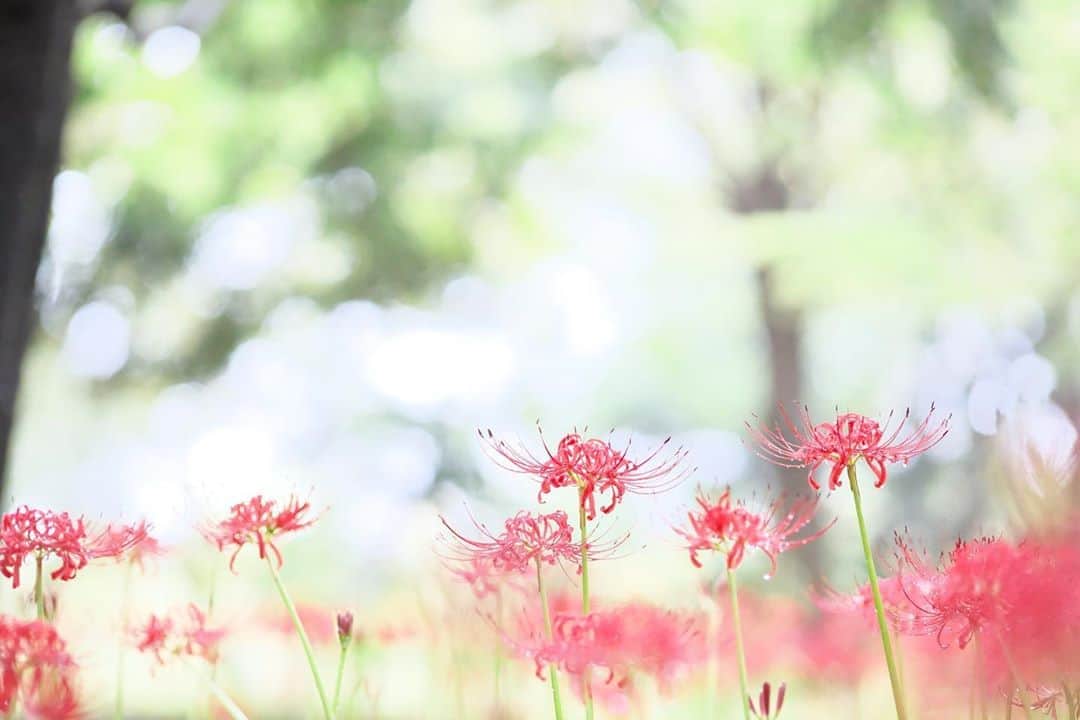 kiccyomuのインスタグラム：「☁️ 2020.09.27 Sun 今年の #ヒガンバナ #昭和記念公園 で咲き始め〜 雨☔️の林の中… 木漏れ日が 上手く使えると イイんだけどネ😊 #心に花を  週末、天気良くないけど… 今日も元気に🤗  location #東京 📷撮影 2020年09月26日」