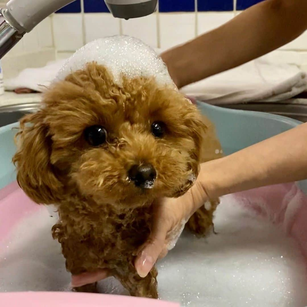 ベルさんのインスタグラム写真 - (ベルInstagram)「. shampoo day🚿🛁  今日のベルすずちゃん 泡泡のお風呂入ってたでち♨️ 気持ちよさそうでちね💗  #shampoodog  #シマホレスキュー #犬カレンダー2022参加したい  #いぬのきもち #dogstagram #dogstagram_japan  #bestdogsclub#bestdogaward  #dogs_of_instagram #dogsofinstagram #club_of_dogs #9gagcutedogs #rakutenpet #sippo  #ベルすずリンちゃんのシャンプーday #ティーカッププードルのリンドール  NAME : Bell  ベル Breed : minuet  ミヌエット 🎂 : 2016.5.15  4歳 ・ NAME : Suzu すずちゃん Breed : Scottish fold スコティッシュフォールド 🎂 : 2018.3.21 2歳 . NAME : Lindor リンドール Breed : Teacup poodle ティーカッププードル 🎂 : 2019.7.18 〜2020.9.14 1歳」9月27日 21時38分 - ricorico_rico