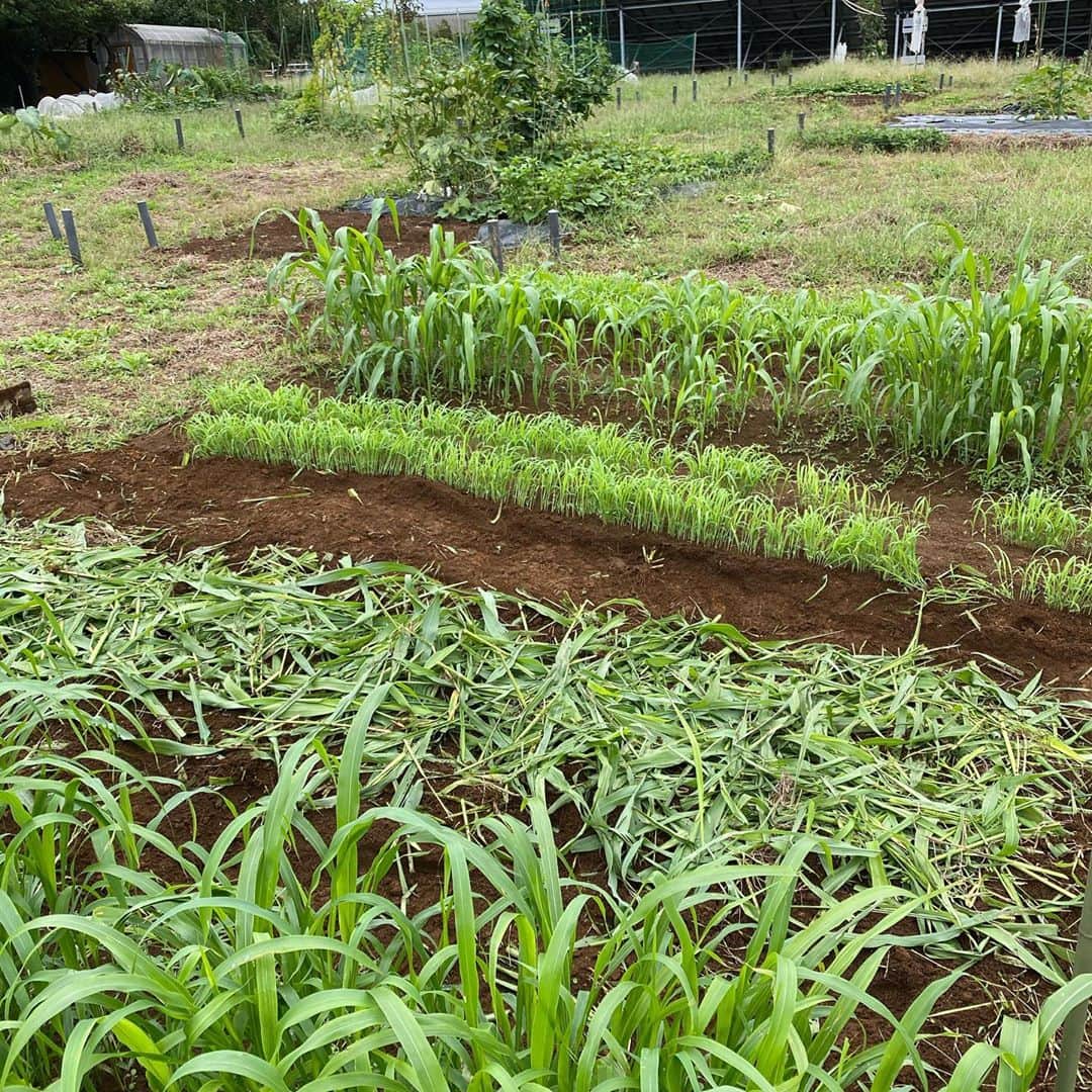 柴田紗希さんのインスタグラム写真 - (柴田紗希Instagram)「いろんな大根。かわいい。 今日は育苗しました🌿 (冬野菜大根の苗を育てて芽が出たら畑に植えるよ) しっかり畑も行ってね☺︎ #畑女子 良い調子です☀︎ ひたすら、最高。」9月27日 21時39分 - shibasaaki