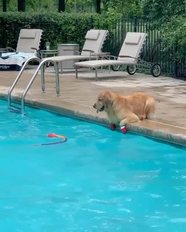 The Critter Havenのインスタグラム：「I can’t reach it  Video by @moosethegoldenretriever  #TheCritterHaven」