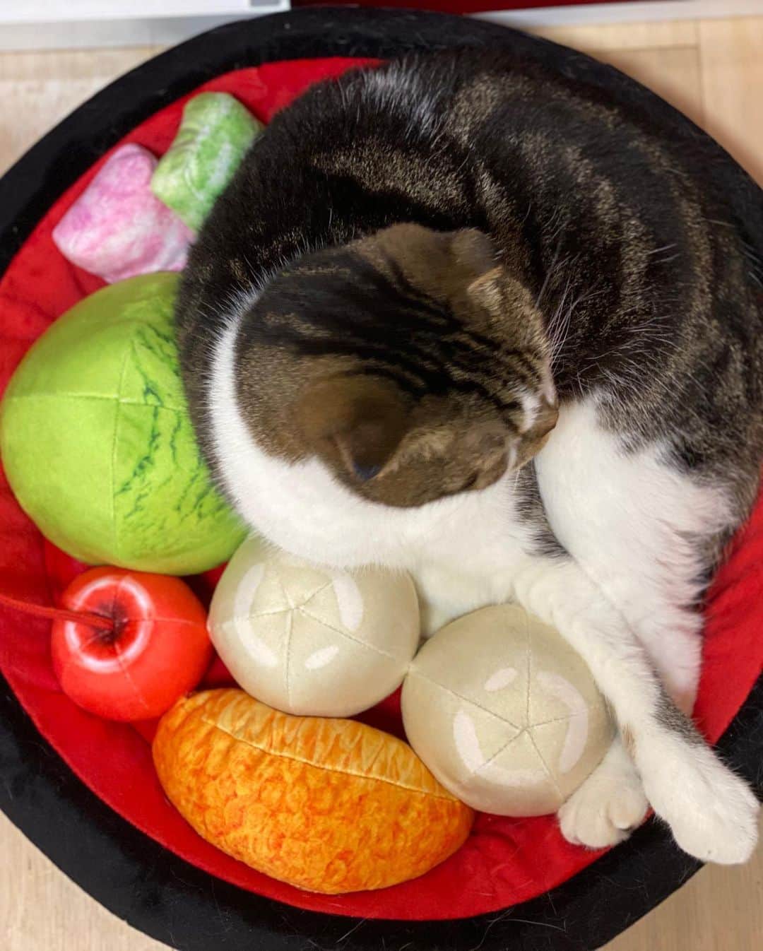 桜咲千依さんのインスタグラム写真 - (桜咲千依Instagram)「うにたんもあんみつ寝床にしてた( *´꒳`* )」9月27日 20時06分 - ousakichiyo