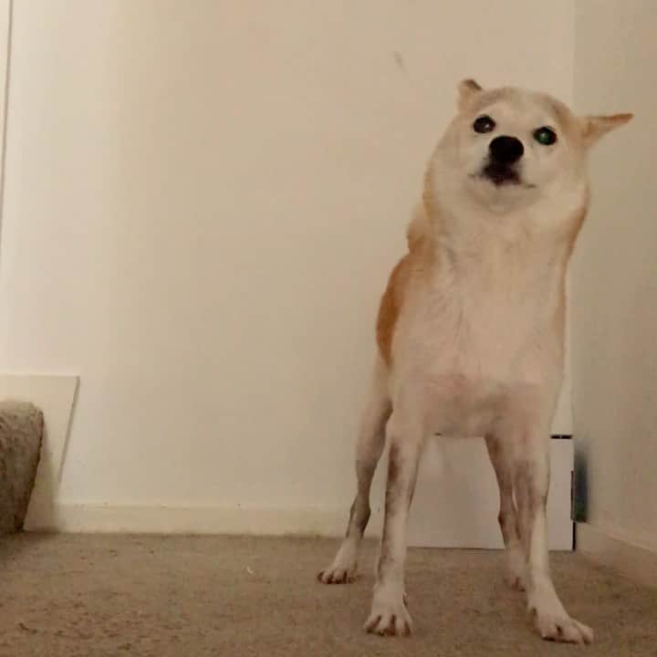 柴犬リリコのインスタグラム：「朝シャン🧴🛁して久々のご乱心リリコさん😆寒くなるとご乱心頻度が高くなる不思議🤔 #ご乱心リリコさん」