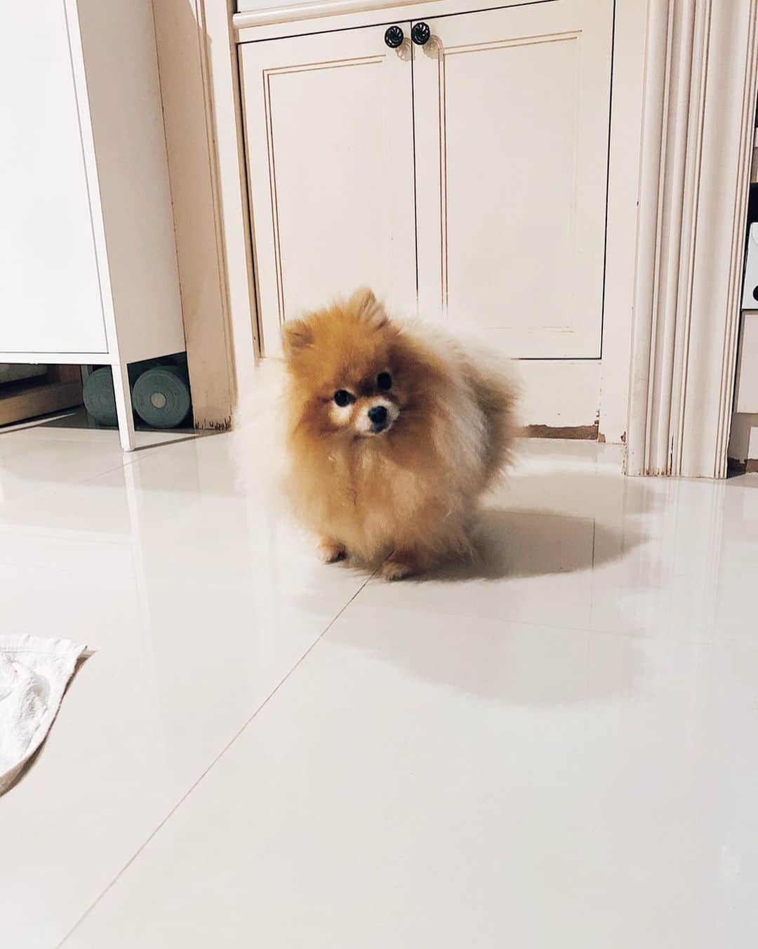 r_oseのインスタグラム：「A girl with attitude 🦁〰️」