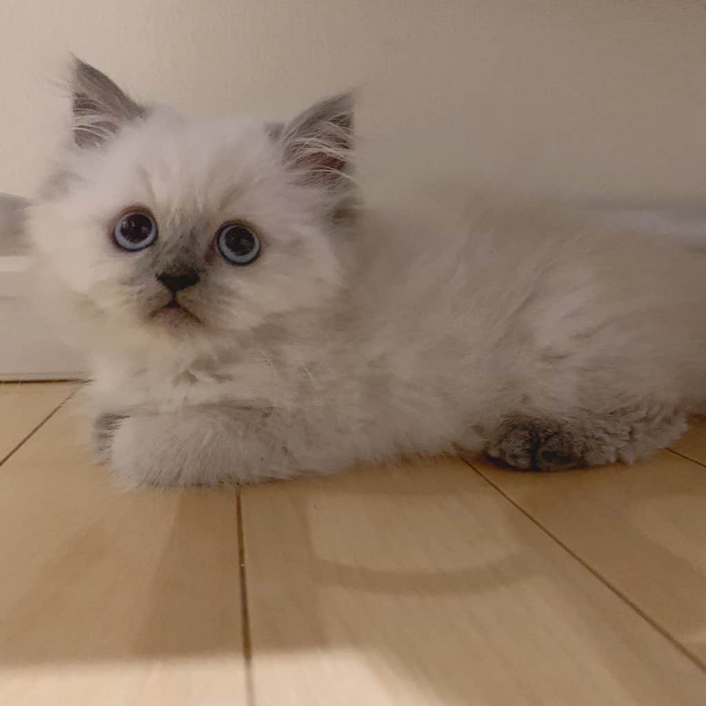 のんたさんのインスタグラム写真 - (のんたInstagram)「Hello baby!  Sweetest little boy has joined our family. His name is Porta, 2months old. とっても可愛い赤ちゃんが新しい家族になりました 生後2ヶ月エキゾチックの男の子です 名前は「ぽるた」といいます またみんなの様子をアップしていくので これからも我が家の4にゃんをどうぞよろしくね！  #scottishfold #catstagram_japan #catsofinstagram #cats_of_instagram#catoftheday #ilovemycat #bestmeow #catlover #cutecat #kittensofinstagram #cute #エキゾチックロングヘアー#2monthsold#babyboy#babykitty#babykitten」9月27日 21時23分 - utacci