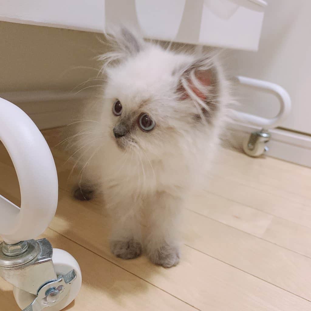 のんたのインスタグラム：「Hello baby!  Sweetest little boy has joined our family. His name is Porta, 2months old. とっても可愛い赤ちゃんが新しい家族になりました 生後2ヶ月エキゾチックの男の子です 名前は「ぽるた」といいます またみんなの様子をアップしていくので これからも我が家の4にゃんをどうぞよろしくね！  #scottishfold #catstagram_japan #catsofinstagram #cats_of_instagram#catoftheday #ilovemycat #bestmeow #catlover #cutecat #kittensofinstagram #cute #エキゾチックロングヘアー#2monthsold#babyboy#babykitty#babykitten」