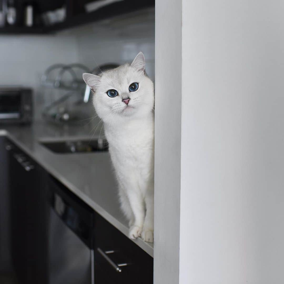 コビーさんのインスタグラム写真 - (コビーInstagram)「I thought the “No Countertops” rule was only in effect on weekdays. Can you let me off with just a warning this time?」9月27日 21時28分 - cobythecat